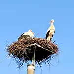 Tulipanowy Gosciniec Jantar