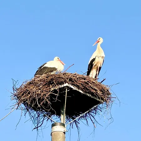 Tulipanowy Gosciniec Jantar