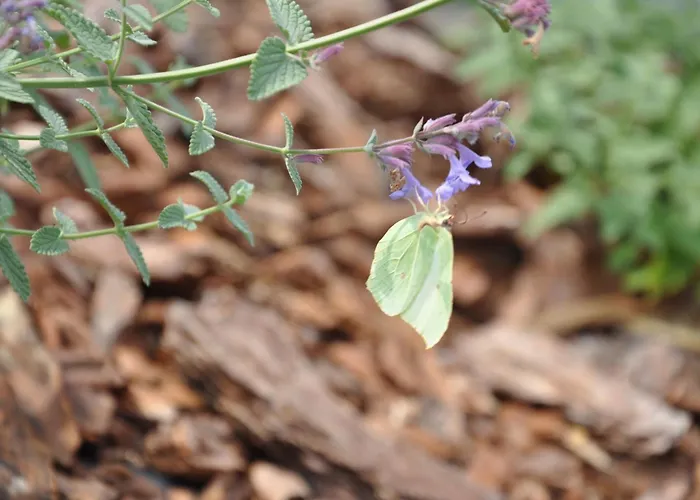 Bed & Breakfast Tulipanowy Gosciniec