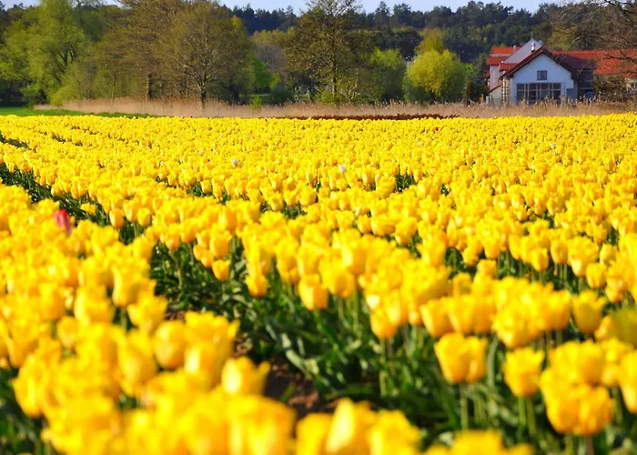 Tulipanowy Gosciniec Bed & Breakfast 3*